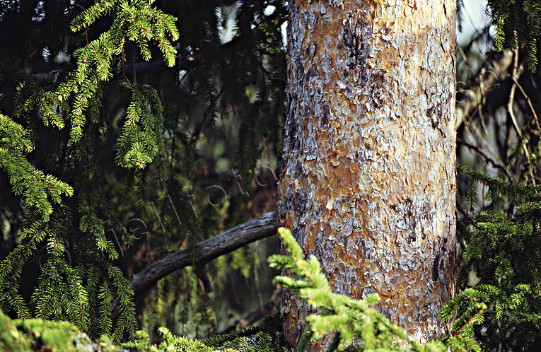 biotope, biotopes, forest land, forests, nature, pine, pine, pine forest, pine stock, pine body, pine trunk, tree trunk, woodland