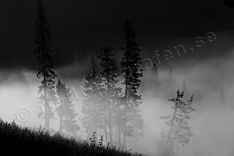 autumn, cloud, fog, haze, Jamtland, landscapes, nature, spruce, tree, uninhabited, woodland