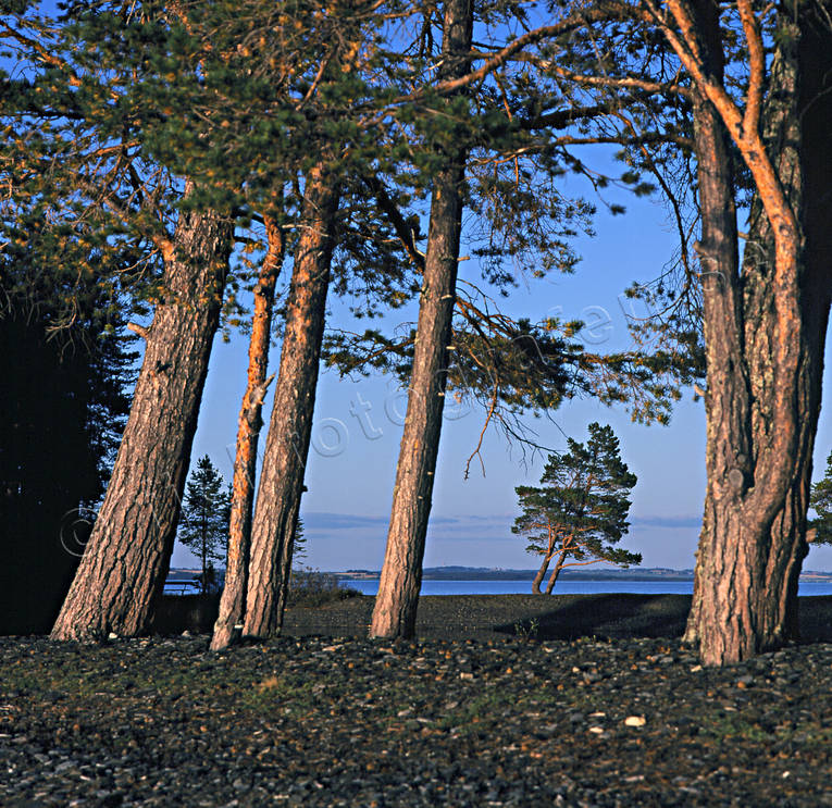 autumn, Great Lake, island, Jamtland, Lagoon Island, landscapes, pine, pine, summer, summer evening, sunset, Utarna