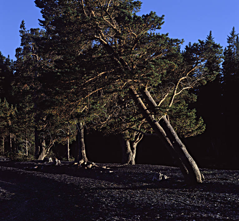 beach, Great Lake, Jamtland, knotty, Lagoon Island, landscapes, pine, pine, pines, summer, Utarna, weather-exposed