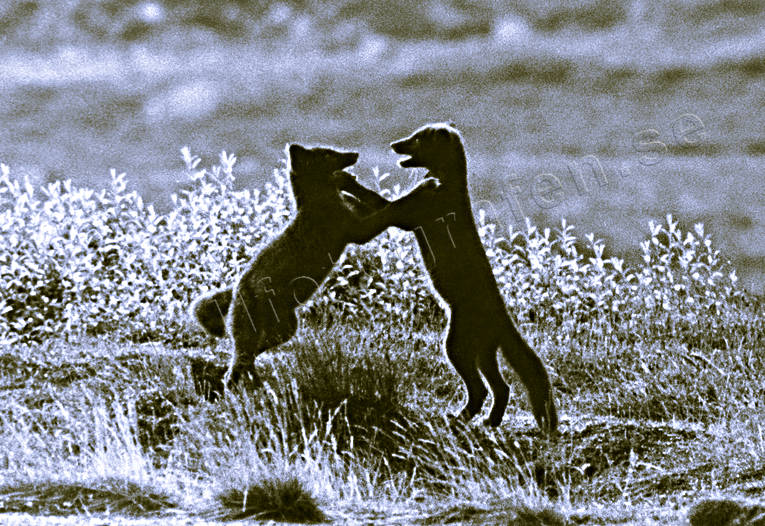 animals, arctic fox, arctic fox pupies, black-and-white, fox, foxes, game, kidding, mammals, playing, polar fox, prank, puppies