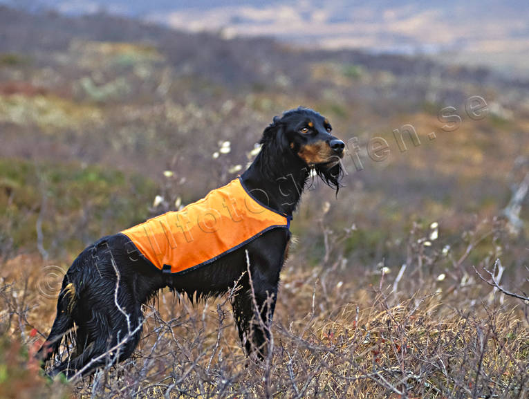 animals, bird dog, bird dogs, bird hunting, dog, dogs, hunting, mammals, pointing dog, white grouse hunt