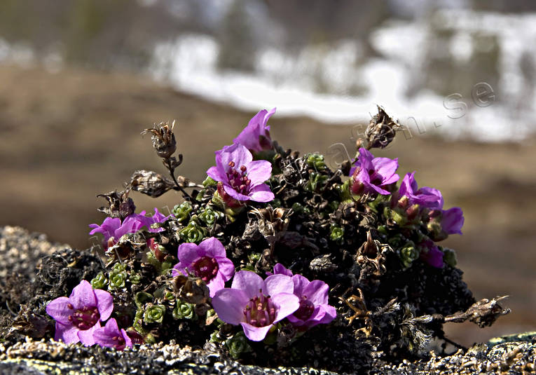 alpine flower, alpine flowers, biotope, biotopes, flowers, mountain, mountains, nature, plant, plants, herbs, purpurbrcka