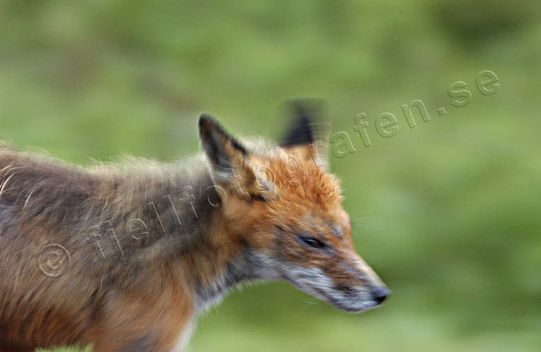 animals, fox, fox, mammals, movement, red fox, sarcoptes scabiei, scab, sommarpls, urplsad, winter fur