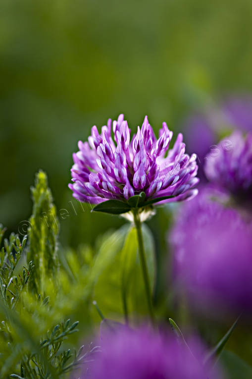 flower, meadowland, nature, plants, herbs, red clover, woodland