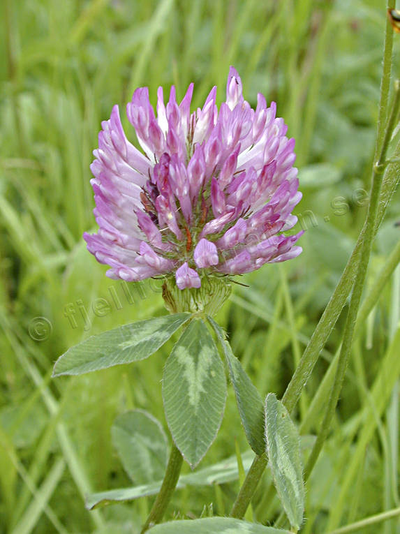 biotope, biotopes, clover, flourishing, flower, meadowland, meadows, nature, red clover, summer, ng