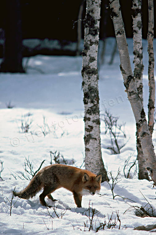 animals, fox, Herjedalen, mammals, red fox