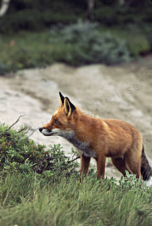 animals, beach, fox, fox, mammals, mountains, red fox