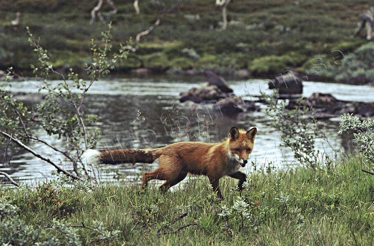 animals, fox, fox, mammals, mountain lake, red fox