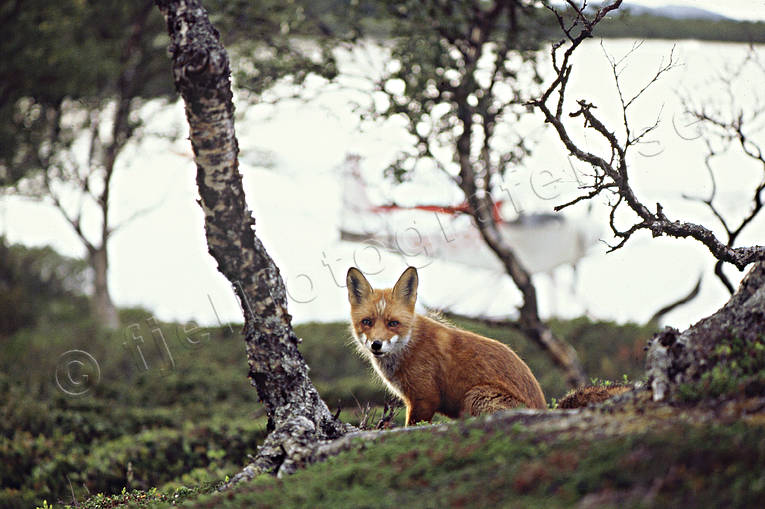 animals, fox, mammals, mountain lake, mountains, red fox