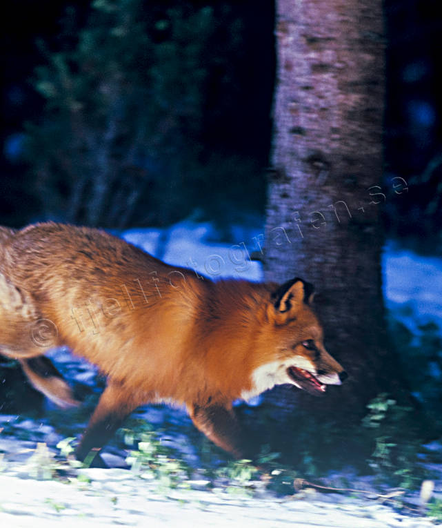 animals, canidae, fox, fox, leap, mammals, red fox, running, runs