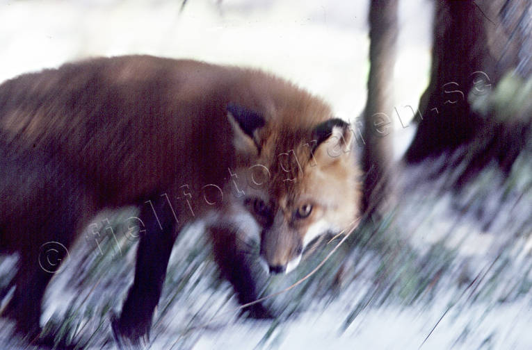 animals, fox, fox, mammals, movement, predator, predators, red fox