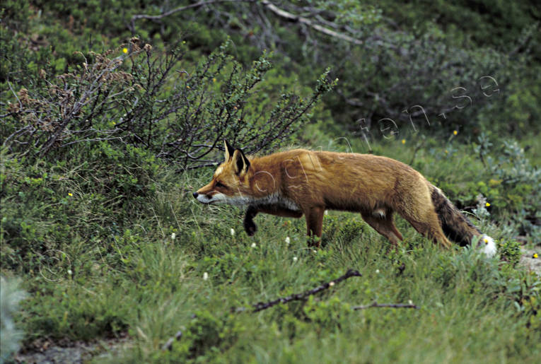 animals, creeping, creeps, fox, fox, hunting, hunts, mammals, red fox, vole hunting
