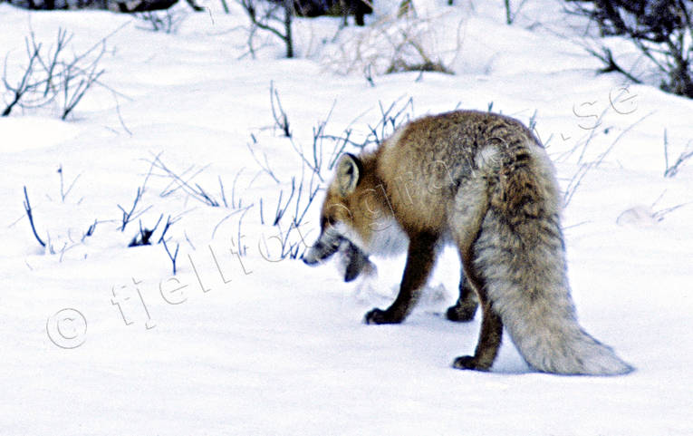 animals, fox, mammals, red fox, snow, winter