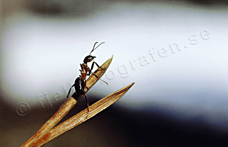 animals, ant, insects, needles, red wood ant