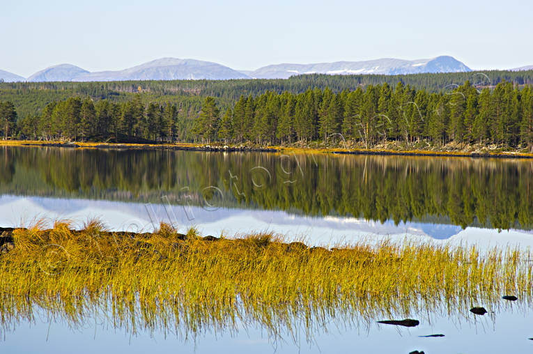 autumn, beaches, biotope, biotopes, Herjedalen, lakes, landscapes, nature, reed, common reed, season, seasons, sharp