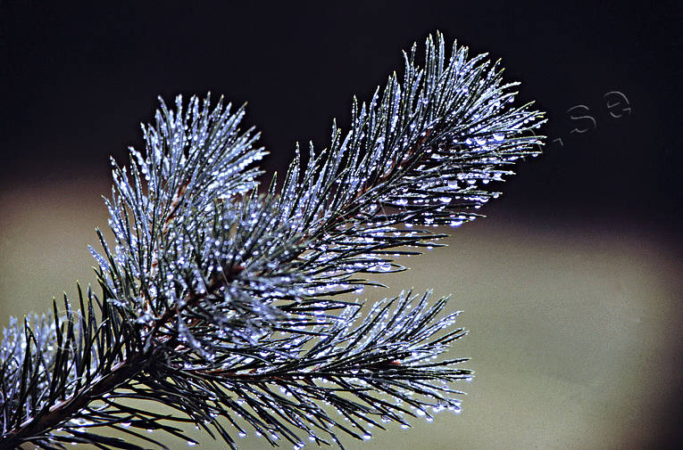 biotope, biotopes, forest land, forests, nature, pine, pine limb, pine branch, rain, wet, wet, wet, woodland