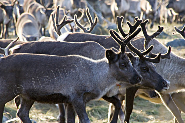 animals, autumn separation, autumn slaughter, culture, mammals, reindeer, reindeer husbandry, reindeer separation, rudd slaughter, sami culture, work