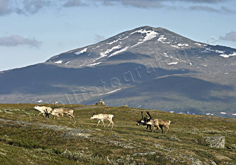 animals, deer animals, Jamtland, landscapes, mammals, mountain, mountains, nature, reindeer, reindeer, rendjur, renflock, Snasen, Storsnasen