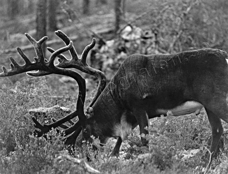 animals, black-and-white, mammals, reindeer, reindeer, reindeer bull, reindeer ox, reindeer horn