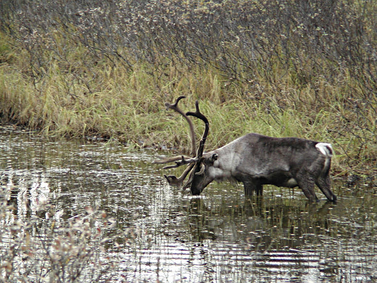 animals, drink, horn, antlers, mammals, reindeer, reindeer, reindeer bull, reindeer ox, reindeer horn, rudd, vatten, water