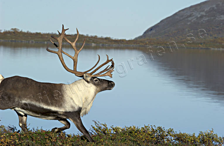 animals, deer animals, mammals, mountain, reindeer, reindeer, reindeer bull, reindeer ox