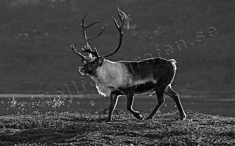 animals, backlight, black-and-white, evening, evening light, mammals, mountain, reindeer, reindeer, reindeer bull, reindeer ox, s/v