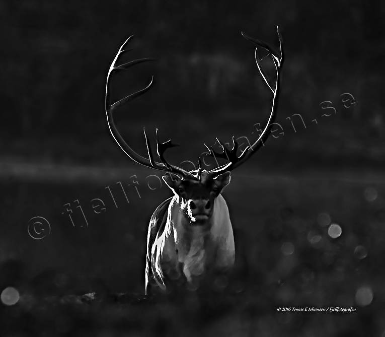 animals, backlight, black-and-white, canvastavla, evening, evening light, Fototavla, mammals, mountain, reindeer, reindeer, reindeer bull, reindeer ox, s/v, tavla