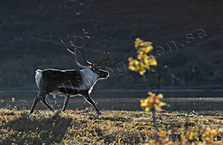 animals, backlight, evening, evening light, mammals, mountain, reindeer, reindeer, reindeer bull, reindeer ox