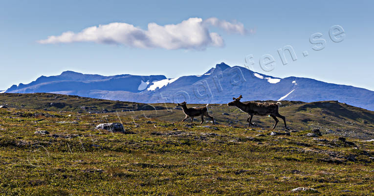 alpine, alpine landscape, animals, deer animals, hgfjllen, Jamtland, landscapes, mammals, mountain, mountain range, mountains, nature, reindeer calf, reindeer cow, seasons, sommarfjll, summer, sylarna, Sylmassivet, Syltoppen