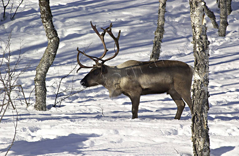animals, deer animals, mammals, reindeer, reindeer, reindeer bull, reindeer ox, winter