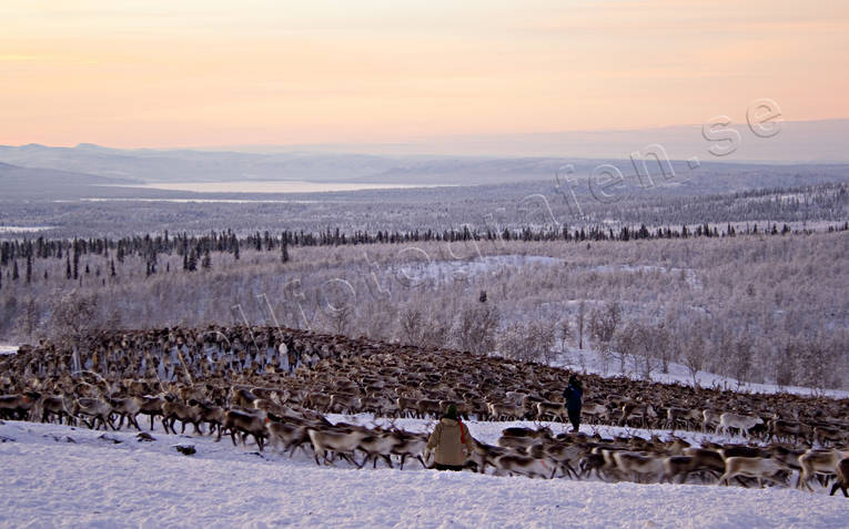 culture, Lapland, mid-winter, mountain, reindeer, sami culture