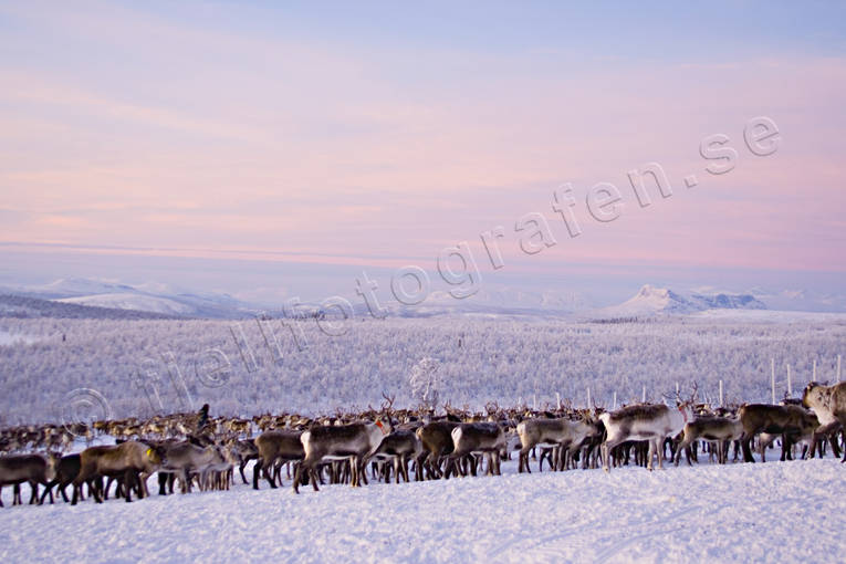culture, Lapland, mid-winter, mountain, reindeer, sami culture