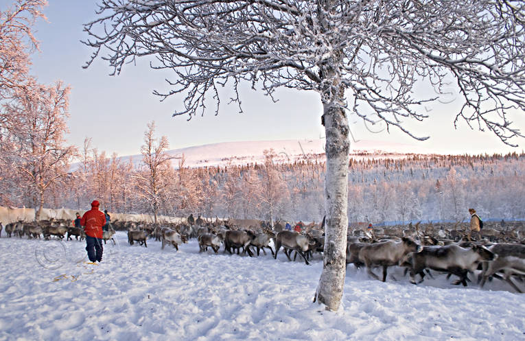 culture, Lapland, mid-winter, mountain, reindeer, sami culture