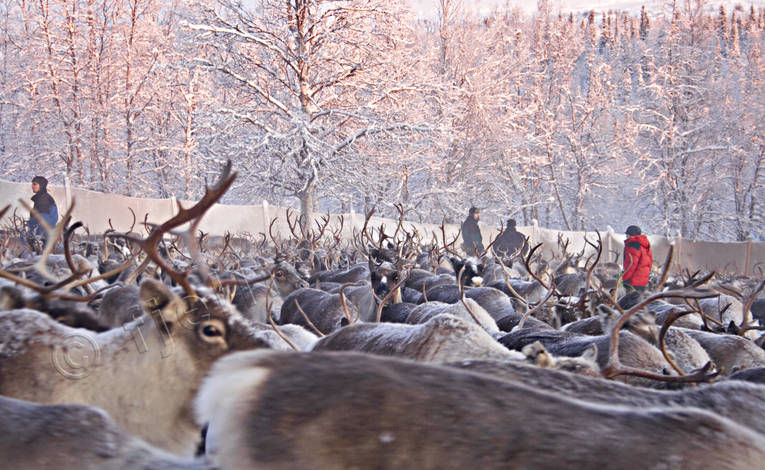 animals, culture, Lapland, mammals, mid-winter, reindeer, sami culture