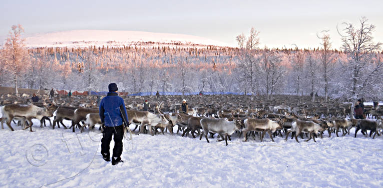 culture, Lapland, mid-winter, reindeer, sami culture