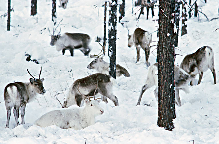 animals, forest, mammals, reindeer, reindeer, snow, winter, woodland, woodland