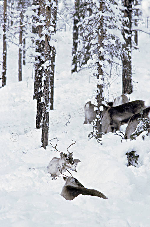 animals, forest, mammals, reindeer, reindeer, snow, winter, woodland, woodland