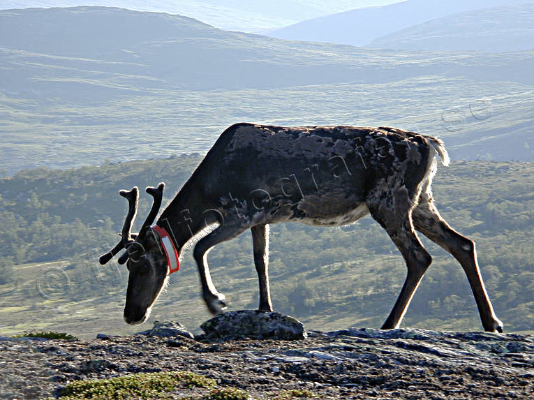animals, deer animals, mammals, mountains, reindeer, reindeer, summer