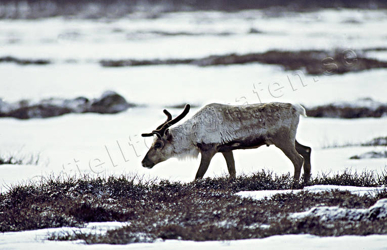 animals, mammals, mountain, reindeer, reindeer, snow, snowy patches, winter