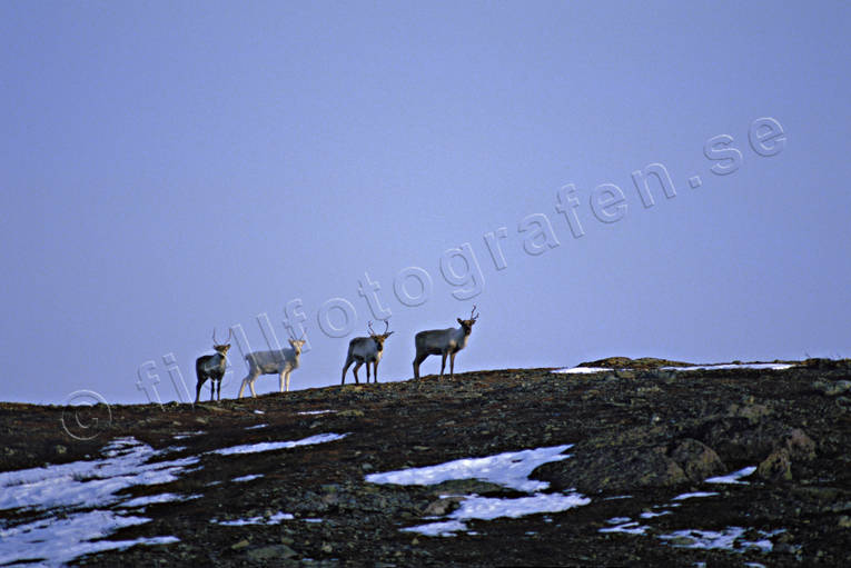 animals, mammals, mountain, mountains, reindeer, reindeer, sky