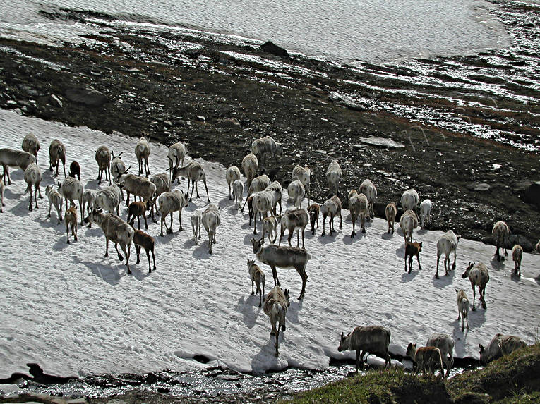 alpine, animals, mammals, mountain, mountains, national park, Padjelanta, reindeer, reindeer