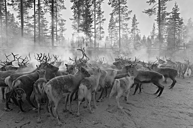 animals, cold, culture, mammals, reindeer, reindeer husbandry, reindeer separation, rendjur, renflock, saami people, sami culture, work