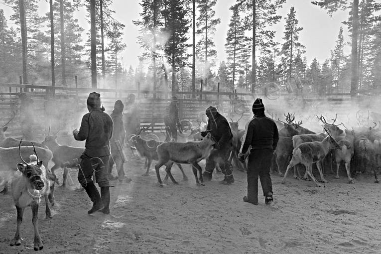 animals, cold, cold, culture, mammals, reindeer husbandry, reindeer separation, rendjur, renflock, saami people, sami culture, seasons, work