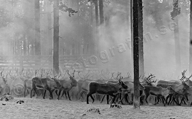 animals, cold, cold, culture, mammals, reindeer husbandry, reindeer separation, rendjur, renflock, saami people, sami culture, seasons, work