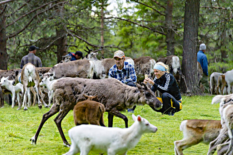 calf tagging, culture, reindeer, reindeer husbandry, reindeer separation, rengrda, saami people, sami culture, summer, work