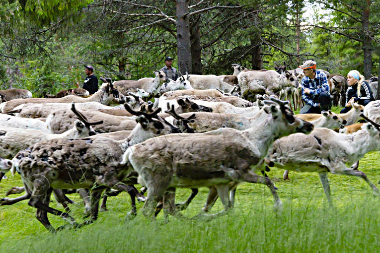 calf tagging, culture, reindeer, reindeer husbandry, reindeer separation, rengärda, saami people, sami culture, summer, work