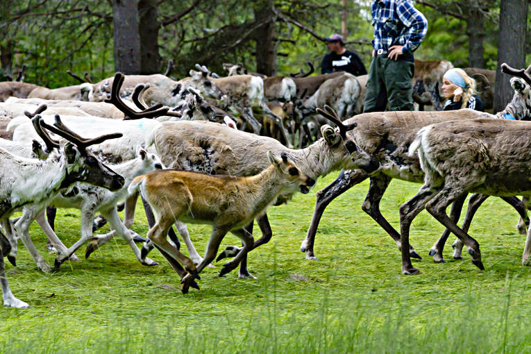 calf tagging, culture, reindeer, reindeer calf, reindeer husbandry, reindeer separation, rengärda, saami people, sami culture, summer, work