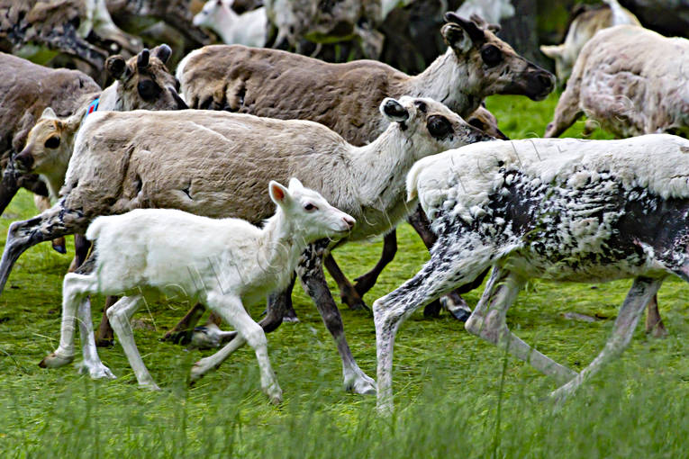 calf tagging, culture, reindeer, reindeer calf, reindeer husbandry, reindeer separation, rengrda, saami people, sami culture, summer, work