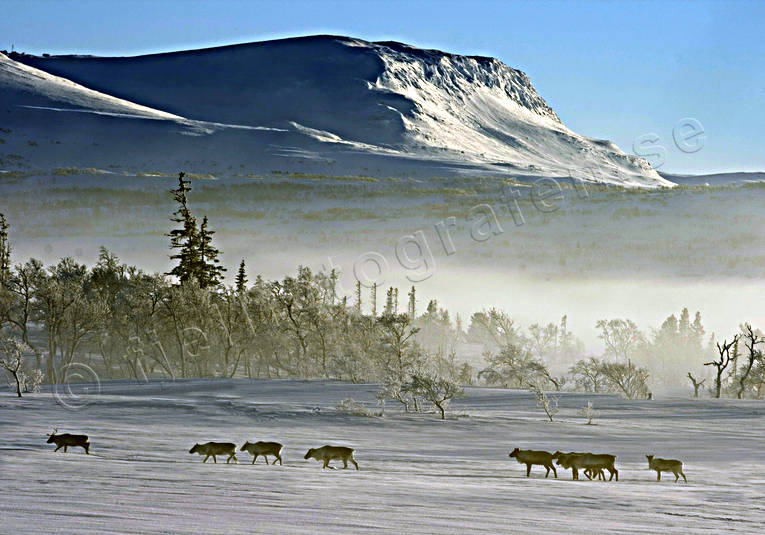 alpine, animals, deer animals, hoarfrost, landscapes, mammals, mountain, mountain top, mountains, nature, reindeer, reindeer, snow, winter, winter ambience